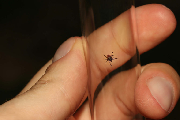 Bildet viser en hånd som holder et reagensrør med en flått inni.