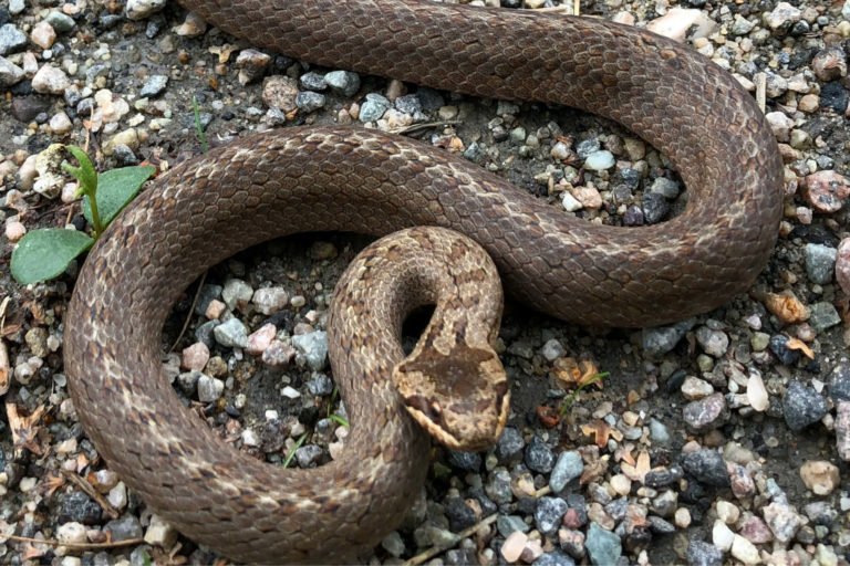 En huggorm ligger på en vei klar til å forsvar seg selv